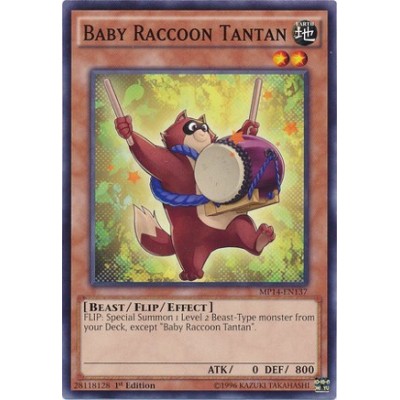 Baby Raccoon Tantan - MP14-EN137