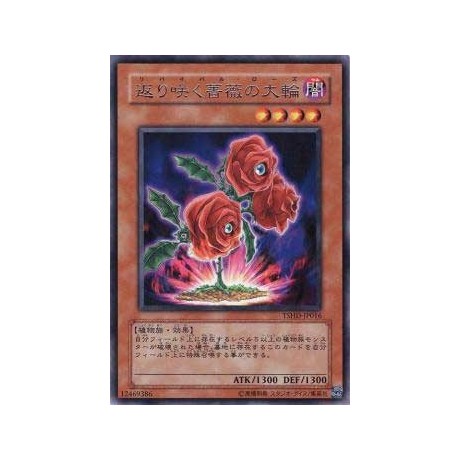 Revival Rose - TSHD-JP016 - Nova