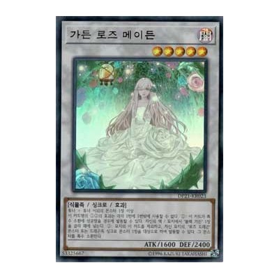 Garden Rose Maiden - DP21-KR023