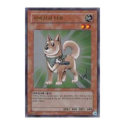 Shiba-Warrior Taro - YAP1-KR008