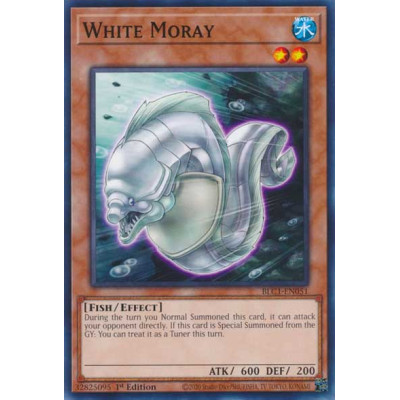 White Moray - BLC1-EN051