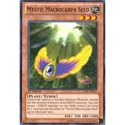 Mystic Macrocarpa Seed - LVAL-EN035